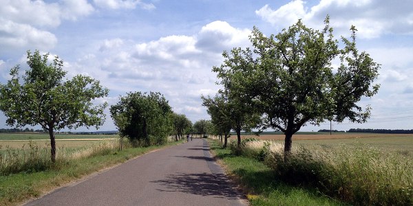 … bzw. nutze die alten Landstraßen, die inzwischen als Rad(fern)wege ausgeschildert sind, wie hier von Iphofen nach Martk Einersheim.